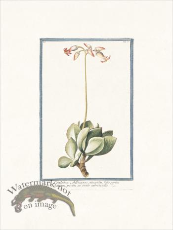 Bonelli 036 Cotyledon